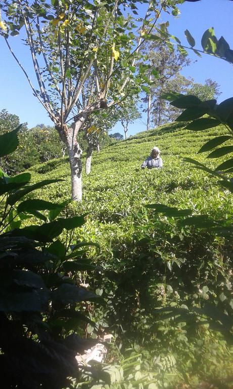 Tunnel Gap Homestay เอลลา ภายนอก รูปภาพ